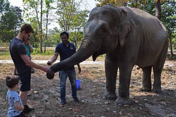 interact with friendly elephant at Phnom Tamao Sanctuary