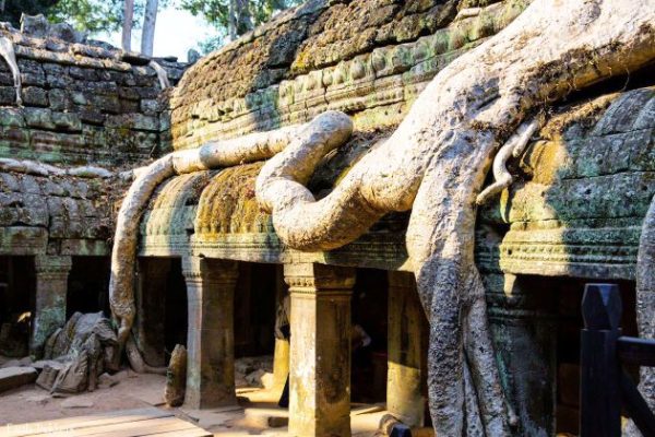 ta prohm temple in siem reap cambodia