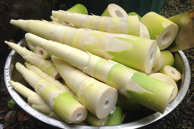 Bamboo shot-one of the main food of Dao people