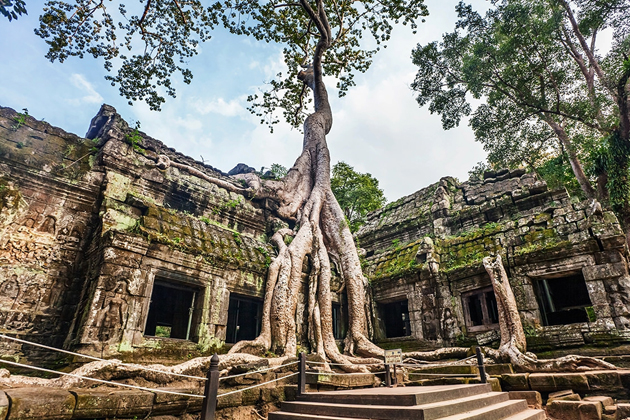 Banyan tree in Ta Prohm Temple