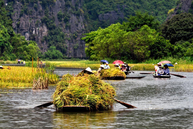 Locals with boats full of rices, Trang An