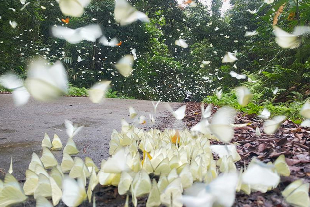White butterflies in Cuc Phuong National Park