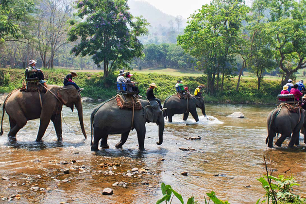 Chiang Mai - Elephant Safari Thailand