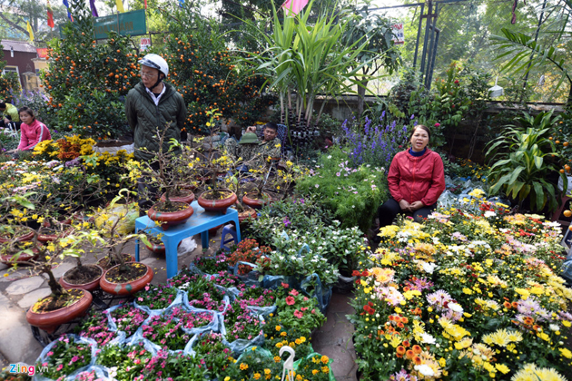 Flowers and Bonsais in Botanical Gardens, Hanoi