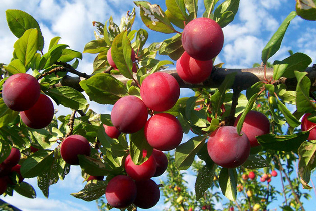 Plum - Iconic fruit of Sapa