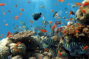 Scuba Diving and Snorkeling in Hoi An
