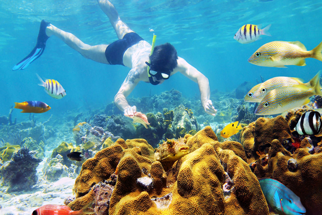Marvel at beautiful coral reefs in Cu Lao Cham, Hoi An