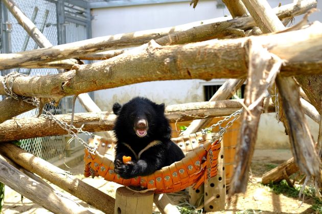bear sanctuary in ninh binh - vietnam tours