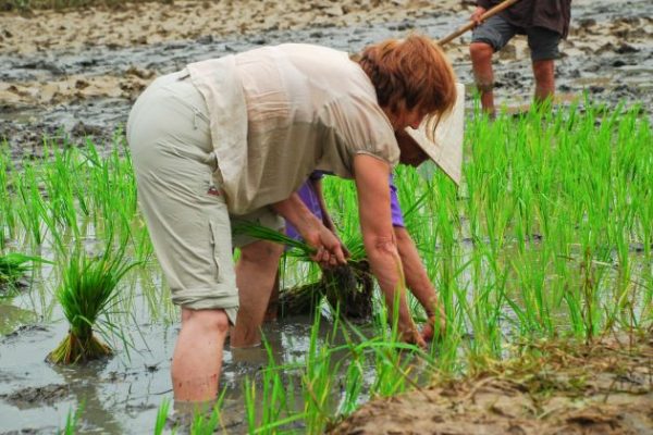 plant rice on hoi an farming tour