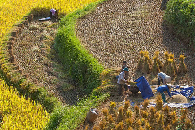 harvest rice at hoang su phi