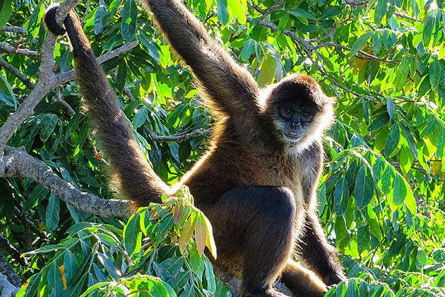 a monkey at phu quoc national park north phu quoc tours