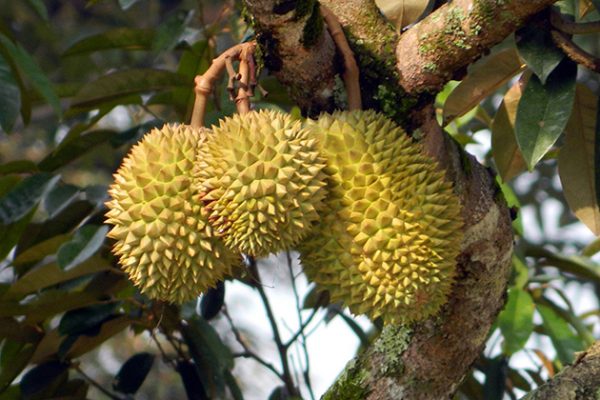 mekong delta fruit orchard