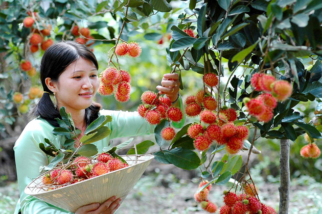 fruit garden mekong delta tour