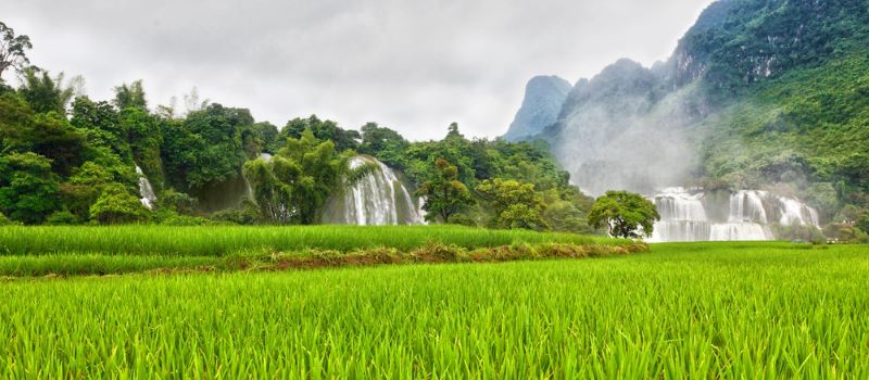 rice field near ban gioc waterfall
