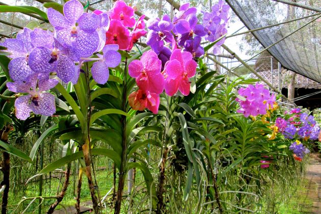orchid farm in bangkok