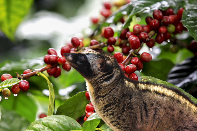 Dak Lak The Land of Coffee in Vietnam Vietnam vacation