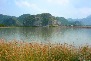 Phu long mangroves forest