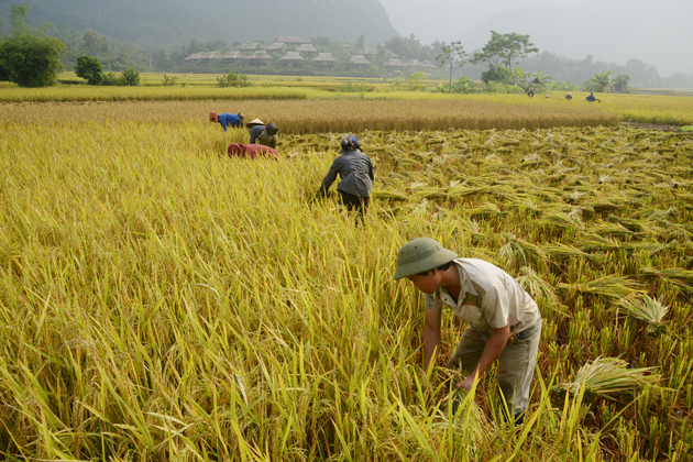 best time to visit mai chau mai chau tours