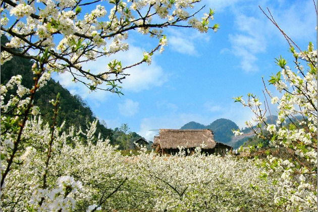 mai-chau-of-blossomed-flowers-mai-chau-tours