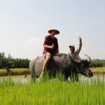 ride Water buffalo in Hoi An
