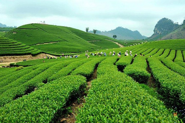 tea hill mai chau tours