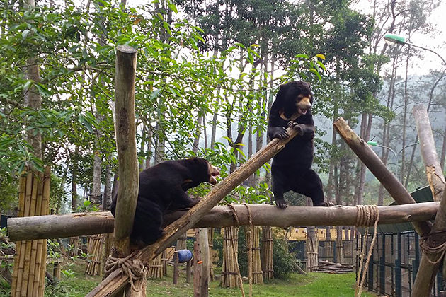 tam dao bear sanctuary vietnam vacation