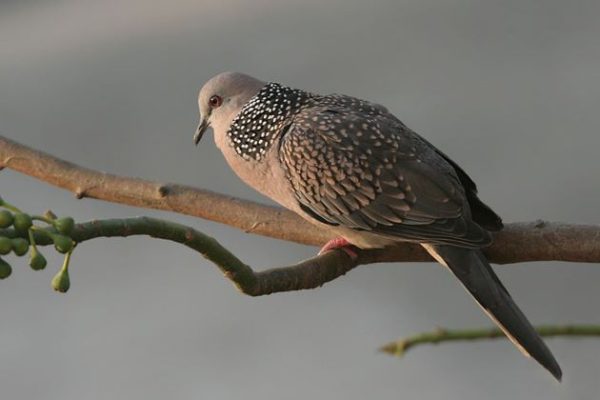 beautiful bird in nam cat tien national park