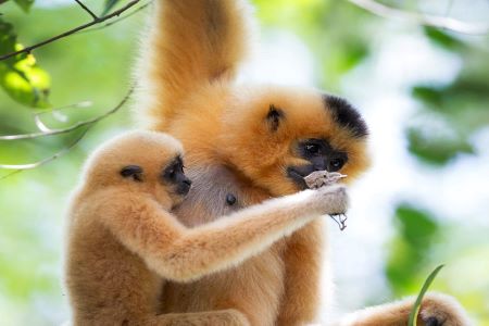 monkeys at nam cat tien national park vietnam adventure travel