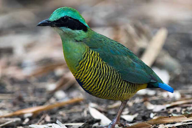 rare bird at cuc phuong national park