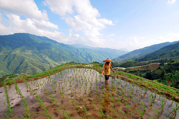 Longji Rice Terraces in guilin