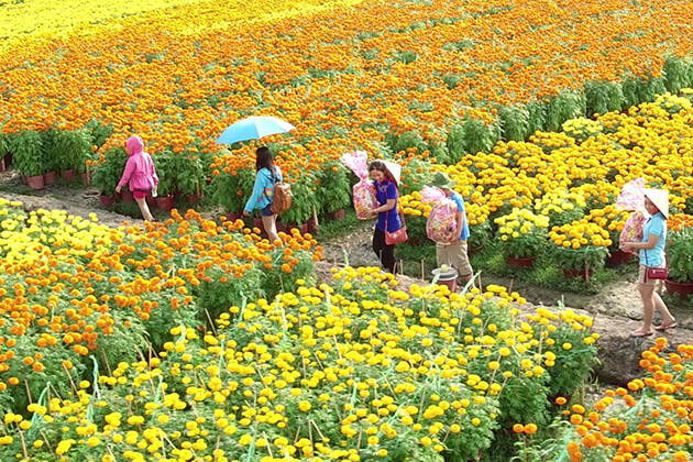 flower garden in mekong delta