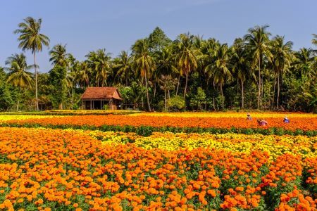 majestic mekong discovery 8 days