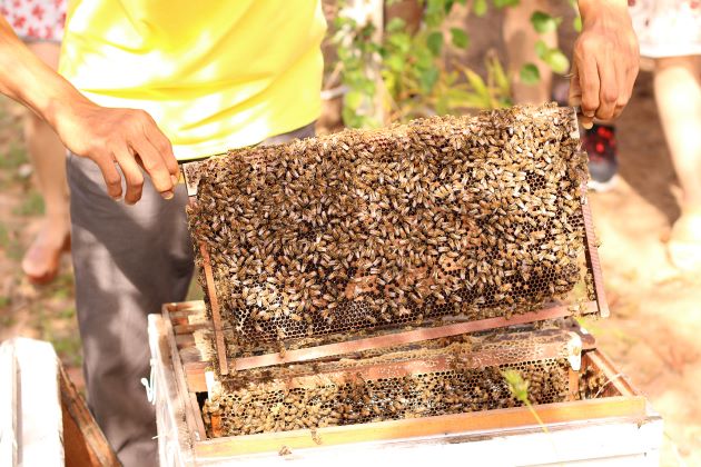 phu quoc bee farm