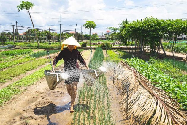watering vegetable in hoi an farming tour