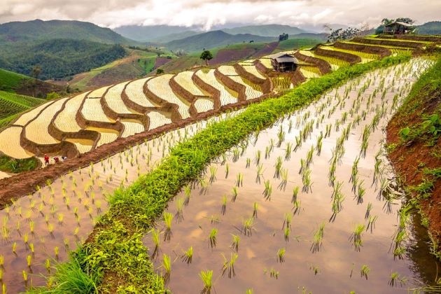 Vietnam classic tour brings you to rice terraces in sapa