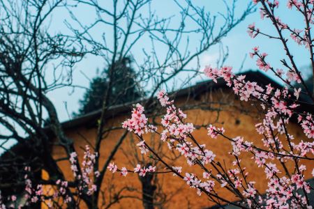 see blossom flowers in ha giang travel and vietnam adventure tour