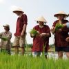 eco friendly hoi an farming tour