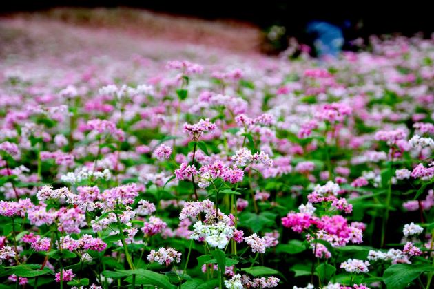 flowers at ha giang tours from hanoi