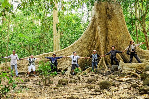 old tree at nam cat tien national park