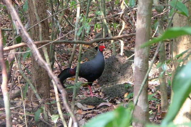 rare bird specie at nam cat tien national park