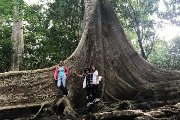 the ancient tree lives in the forest of nam cat tien national park