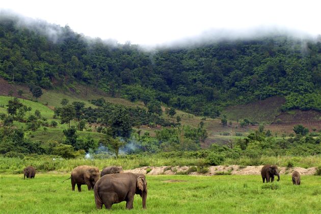 Pristine Nature in Mondulkiri is worth a visit of families in cambodia family tours