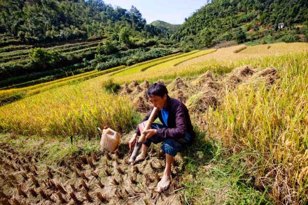 local farmer at work in ha giang