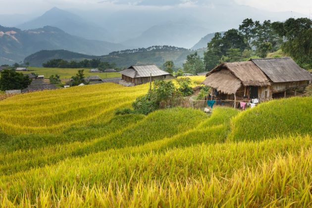 rice terraces and local houses in ha giang