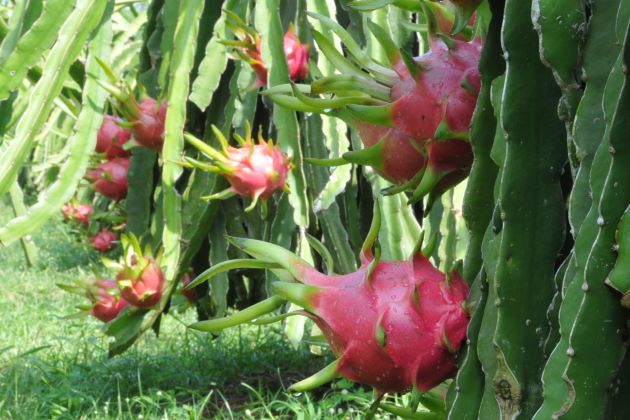 dragon fruit orchard in mekong delta