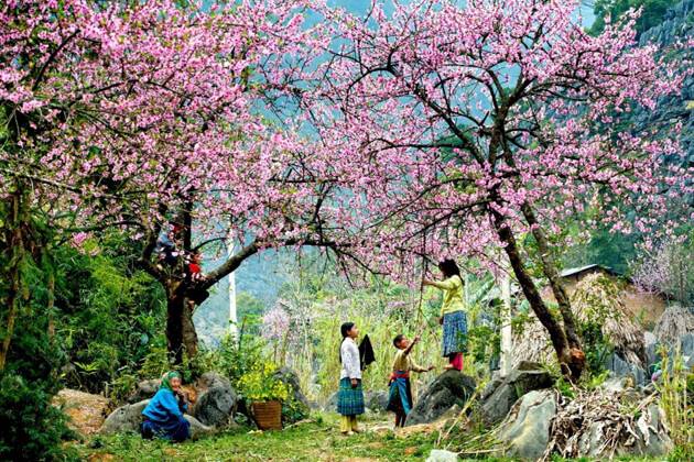 see colorful flowers in your ha giang tour