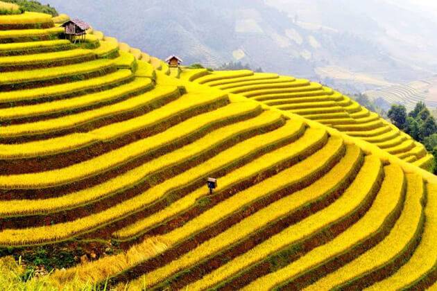 visit the ripen rice season on ha giang day trips