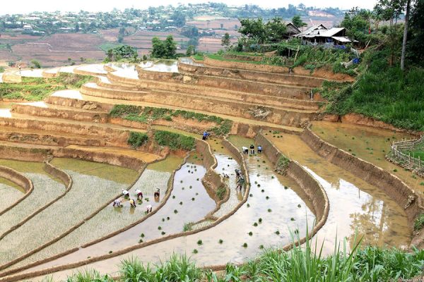 Lady From The Red Dao Planting Rice In Giang Ta Chai Village