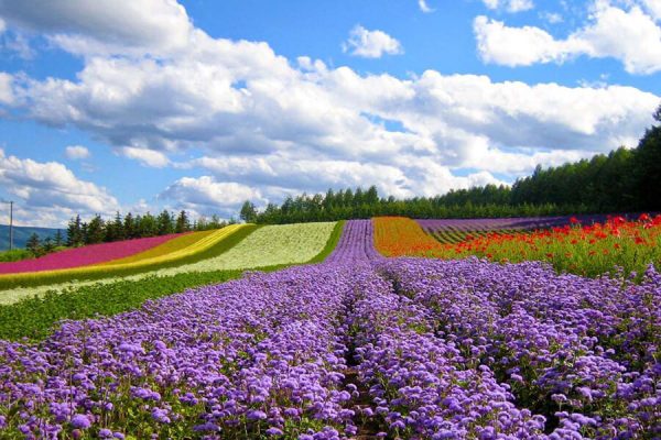 Dalat Flower Garden Southern Vietnam Highlight Tour