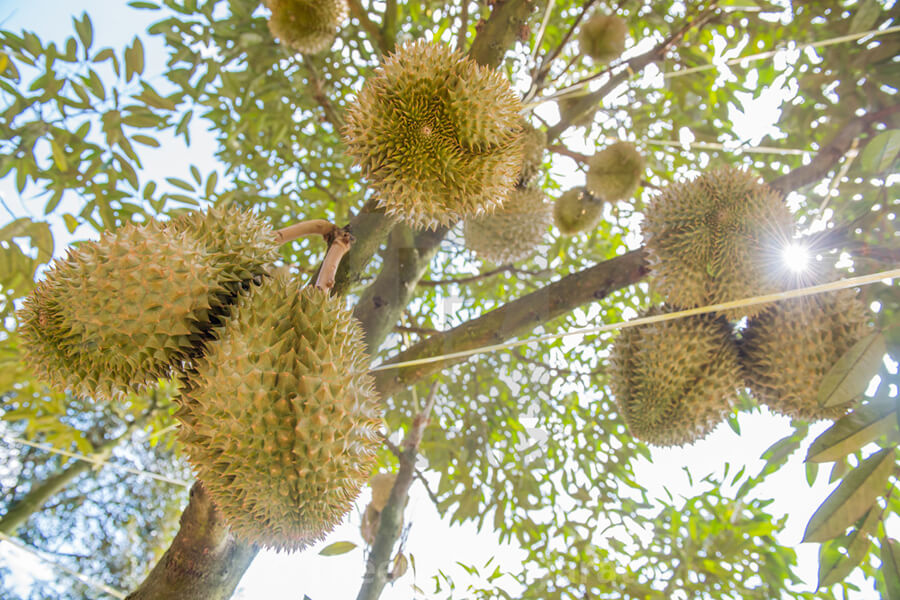 Durian In Mekong Delta